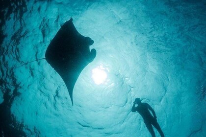 Introduction to Freediving