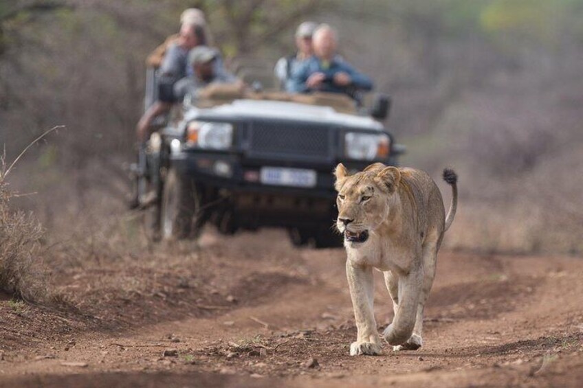 Luxury 5-Day Lesotho, Drakensberg & Safari Tour from Durban