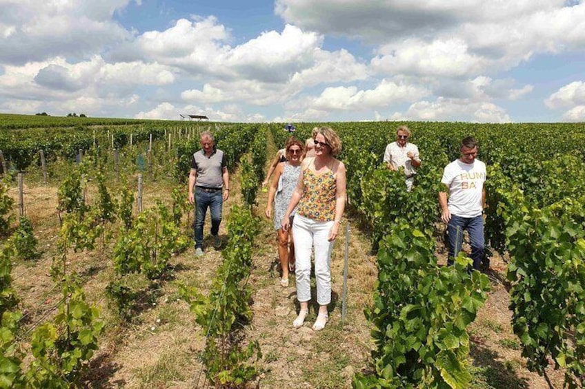Gourmet walk in the heart of the vineyards with Champagne tasting near Epernay