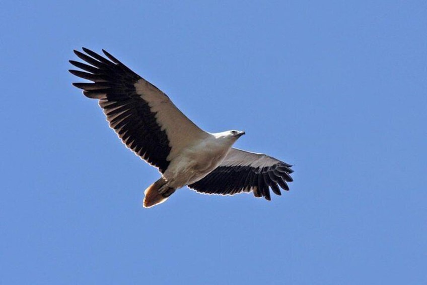 White Bellied Sea Eagle