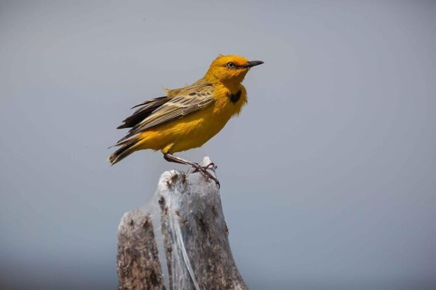Yellow Chat