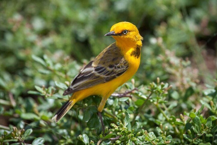 Yellow Chat