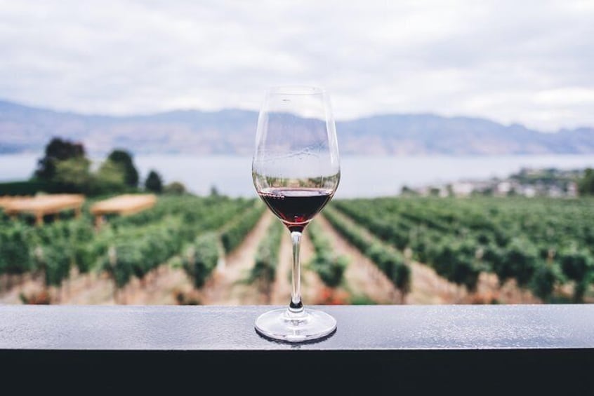 Beautiful vineyards as far as the eye can see