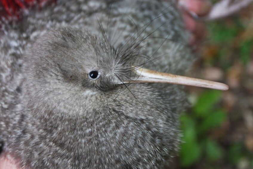 After-Dark Zealandia Wildlife Sanctuary Tour