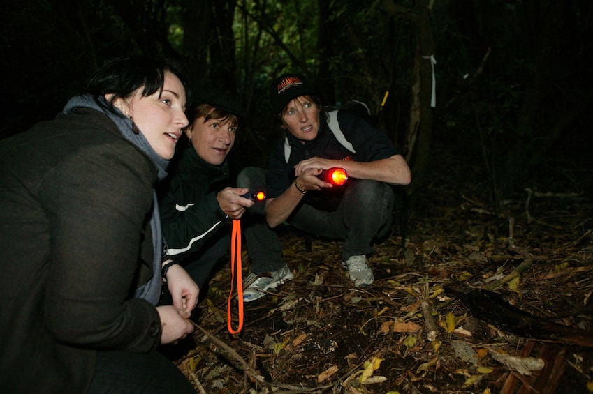 After-Dark Zealandia Wildlife Sanctuary Tour