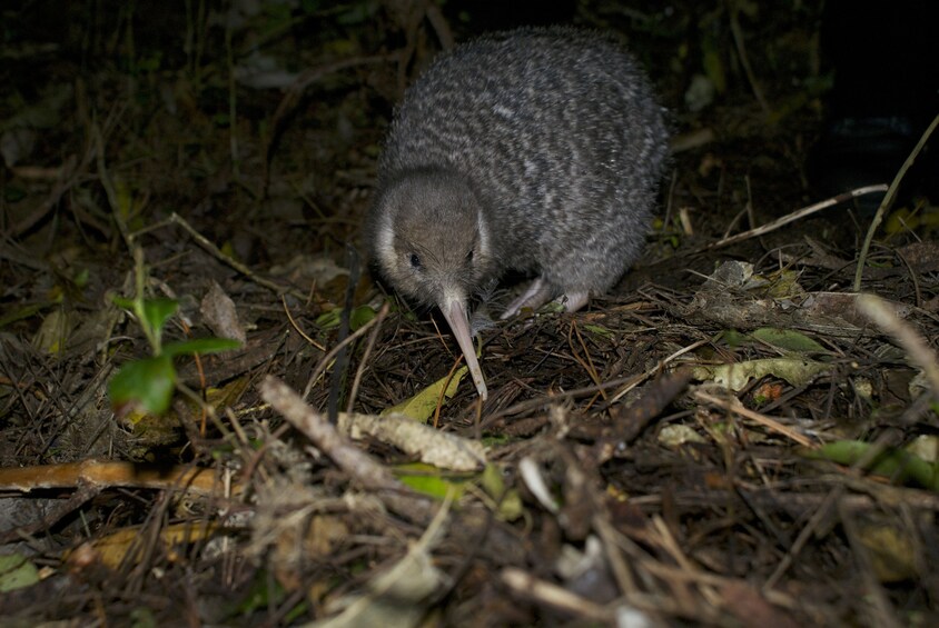 After-Dark Zealandia Wildlife Sanctuary Tour