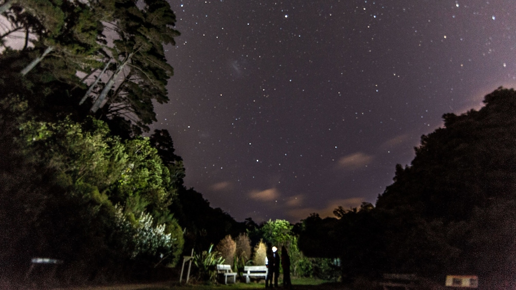 People shining lights into the forest at Zealandia in Wellington