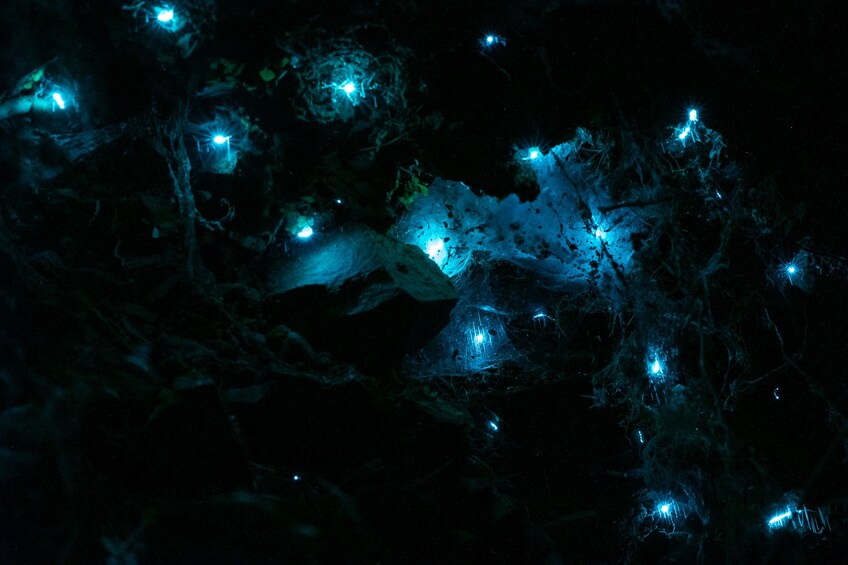 After-Dark Zealandia Wildlife Sanctuary Tour