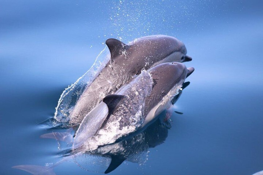 Dolphins