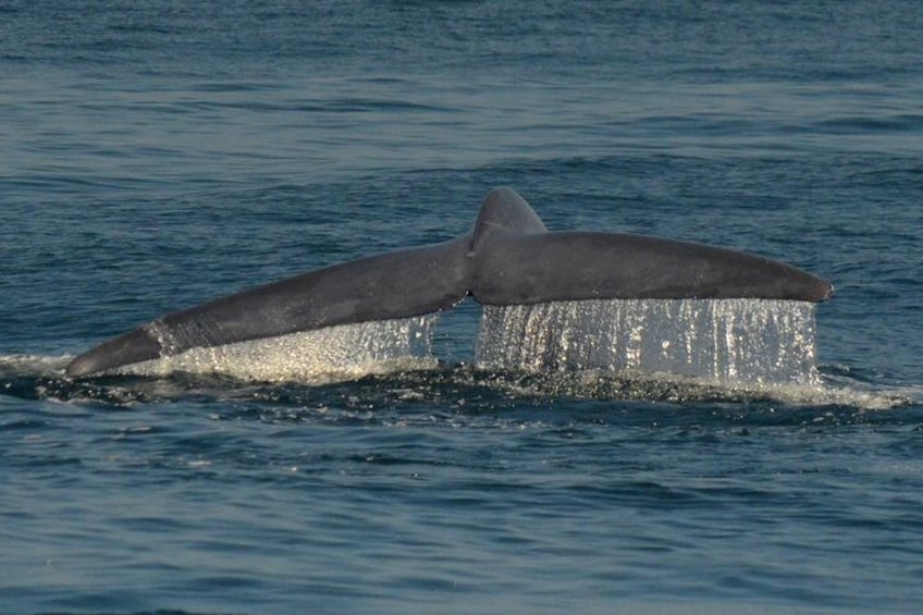 Grey Whales