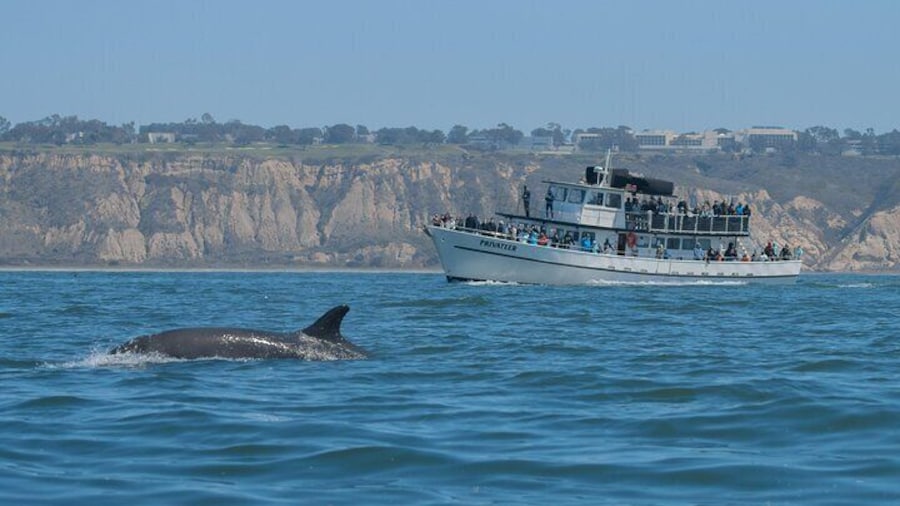 San Diego Whale Watching Tour