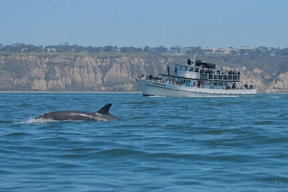 Walvissen spotten in San Diego