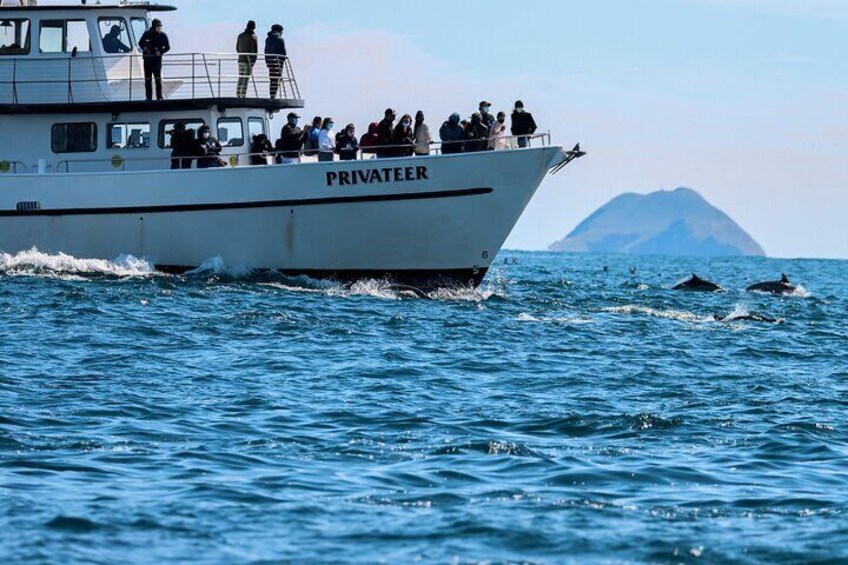 San Diego Whale Watching Tour