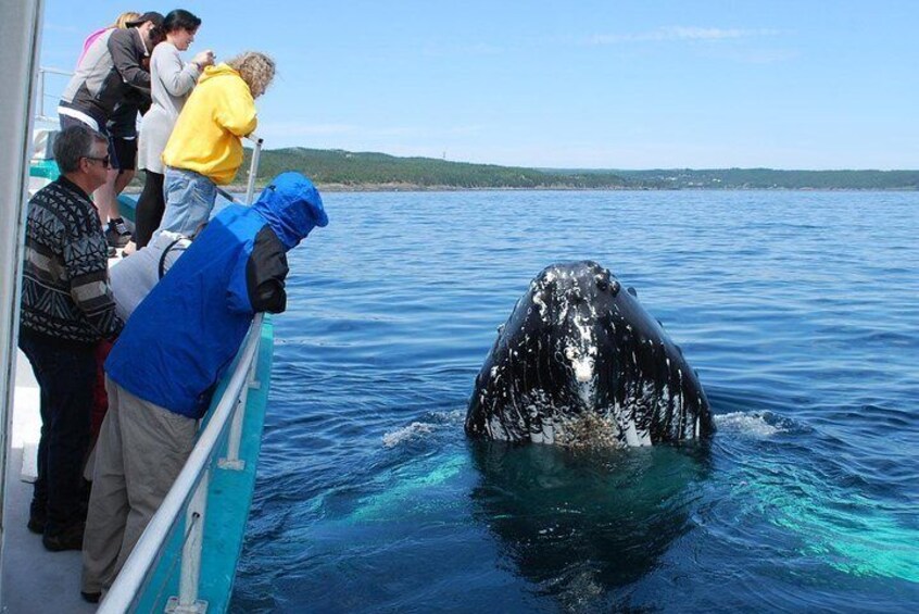 Samana Whale Watching Tour From Las Terrenas. Half Day Trip with Lunch