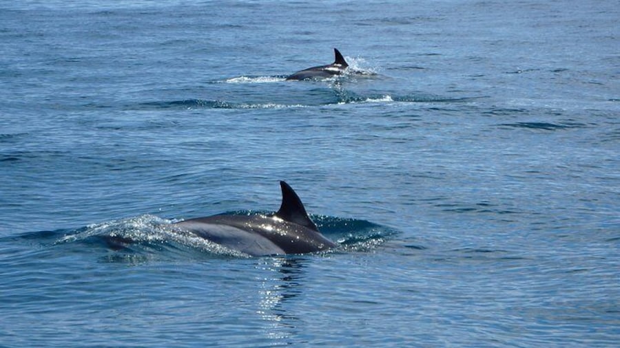 Dolphin Route