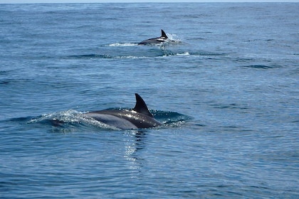 Ruta de los delfines