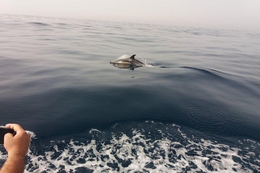 Dolphin Route