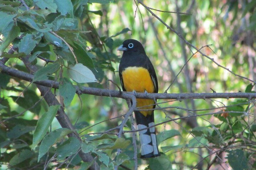 Black Headed Trogon