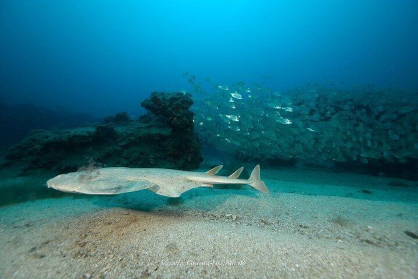 Discover the underwater world of Lanzarote