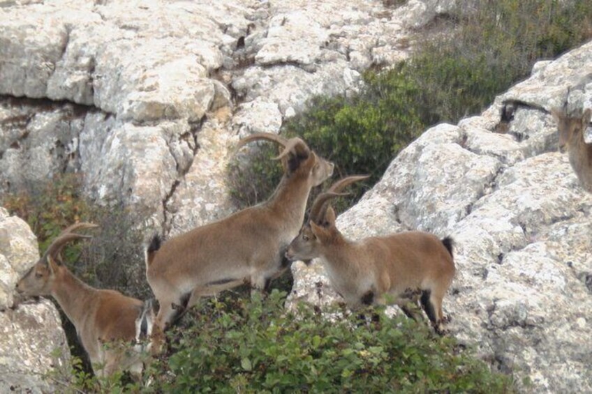 Guided Tour of Torcal de Antequera