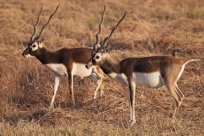 Blackbuck Safari from Vadodara