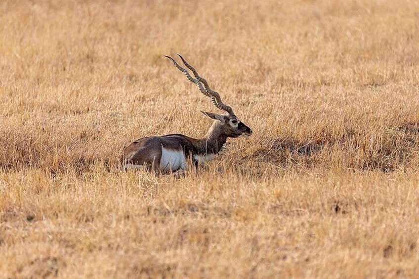 Blackbuck Safari from Vadodara