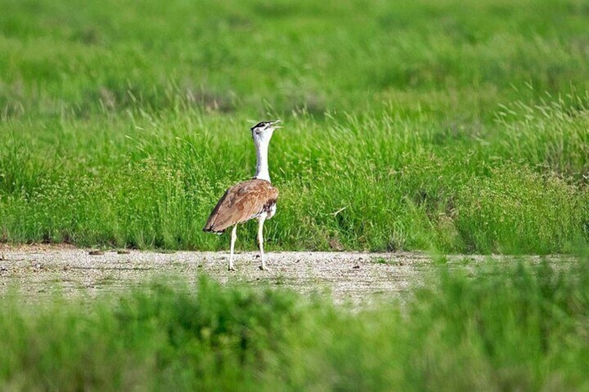 Blackbuck Safari from Vadodara