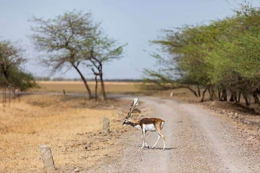 Blackbuck Safari from Vadodara