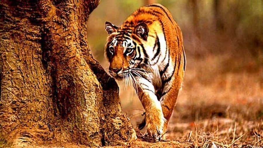 Safari in Tadoba National Park: Wilderness Roar from Nagpur
