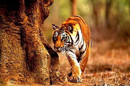 Safari in Tadoba National Park: Wilderness Roar from Nagpur