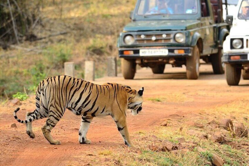 Safari in Tadoba National Park