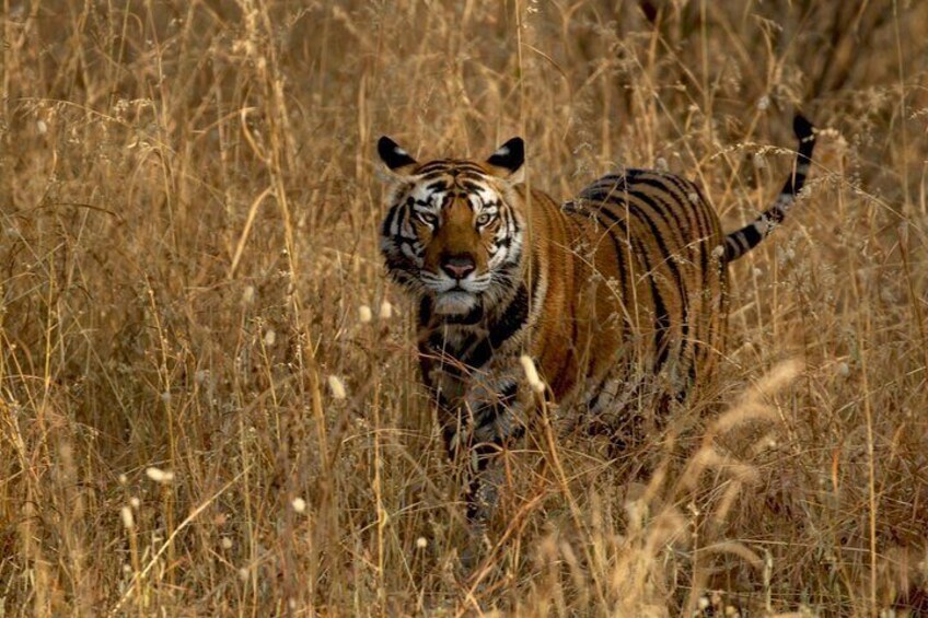 Safari in Tadoba National Park (3 Days)