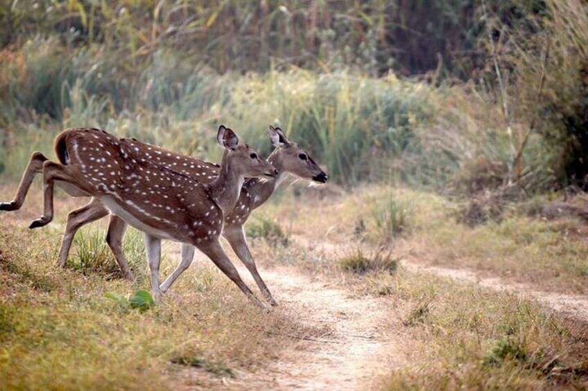 Safari in Tadoba National Park