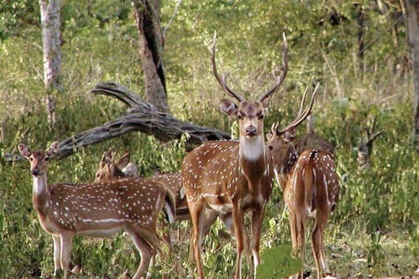 Safari in Tadoba National Park