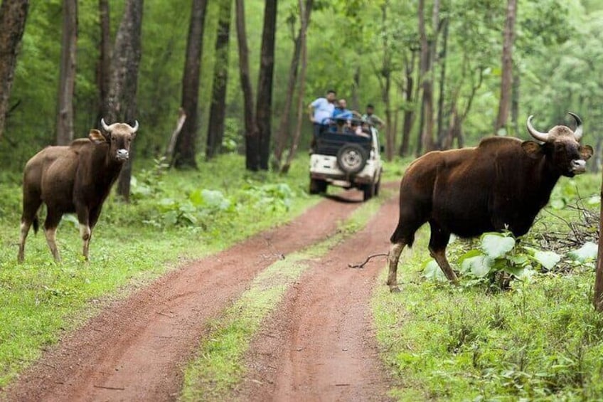 Safari in Tadoba National Park