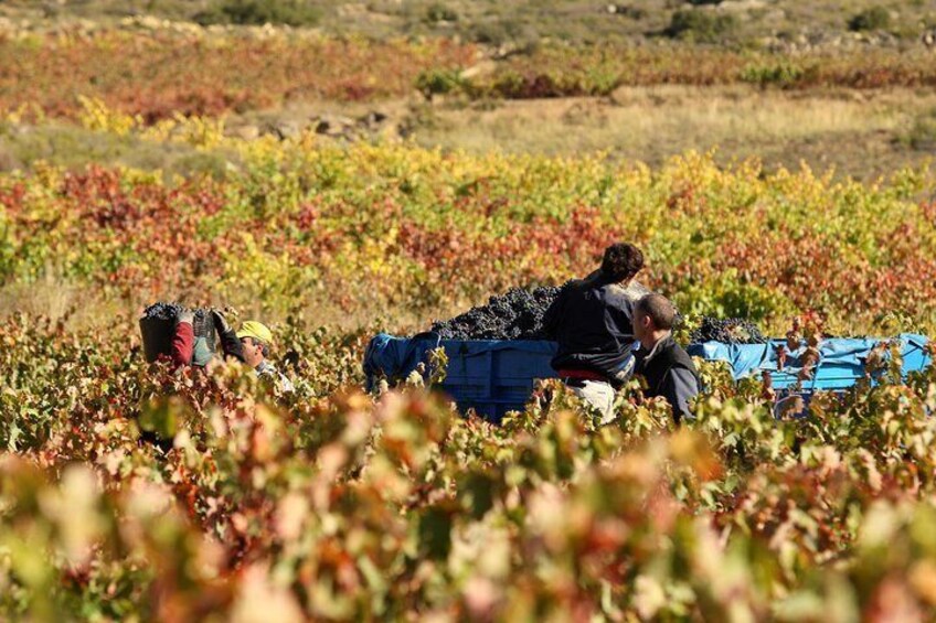 Harvest time in the vineyards