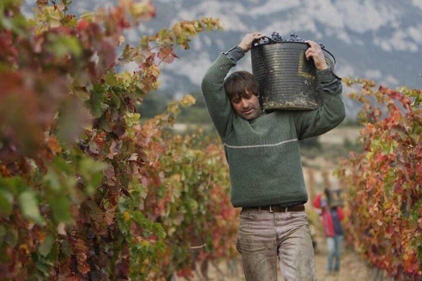 Harvest Experience in Rioja Wine Region