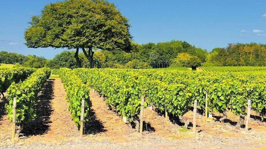 Beaujolais wine tour from Lyon half day