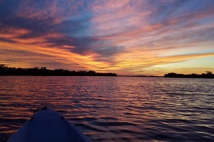 Mangrove Tunnels, Manatee, and Dolphin Sunset Kayak Tour with Fin Expeditio...
