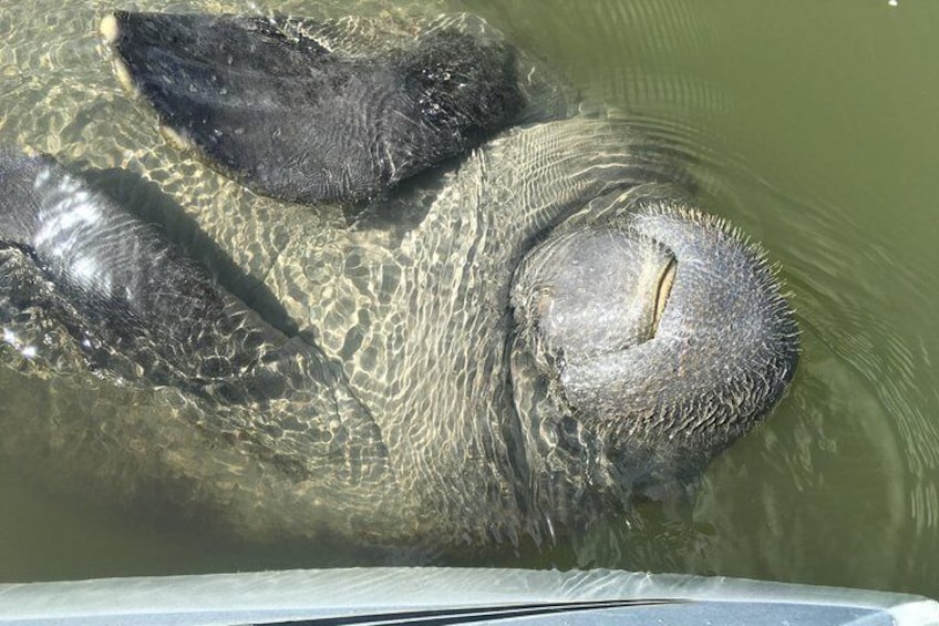 Manatee Snuggles