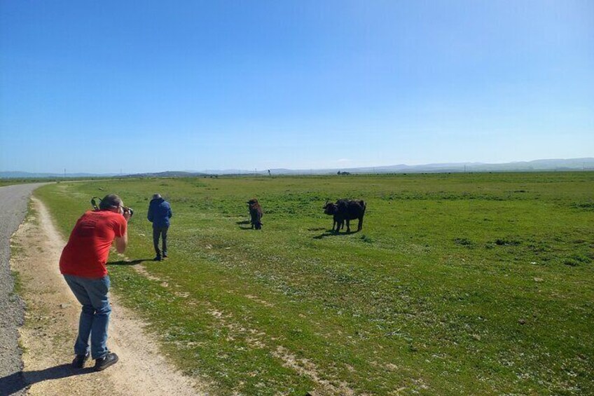 North Africa Tour to Utique-Bizerte-Ichkeul park(UNESCO)