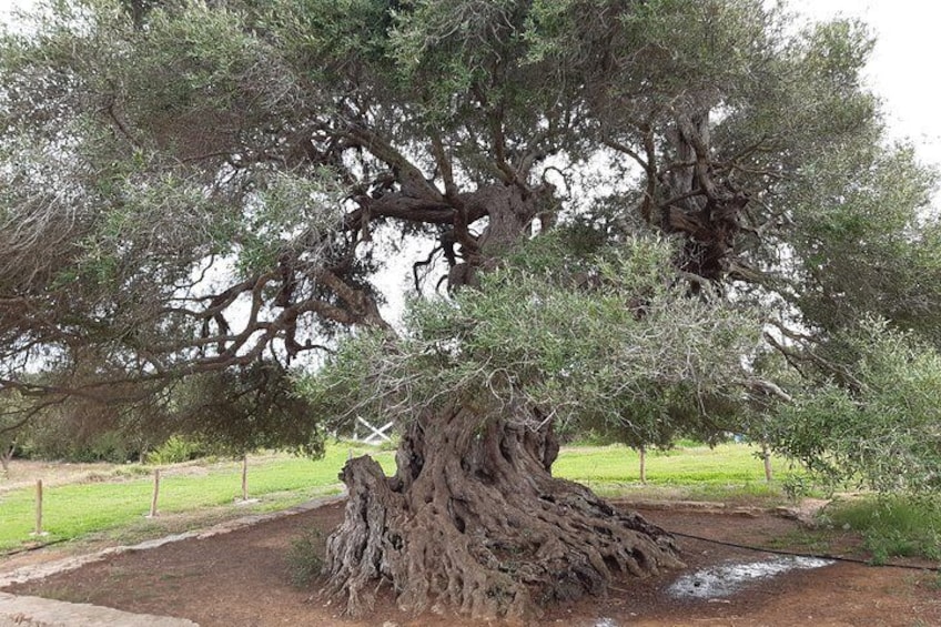 The oldest olive tree in Tunisia is found in Echraf, before the entry of Haouaria and it has impressive dimensions: the roots cover an area of about sixteen meters, the trunk has a