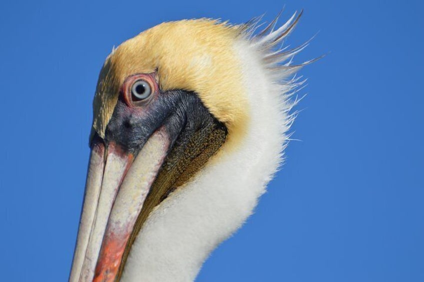 Pelican close-up