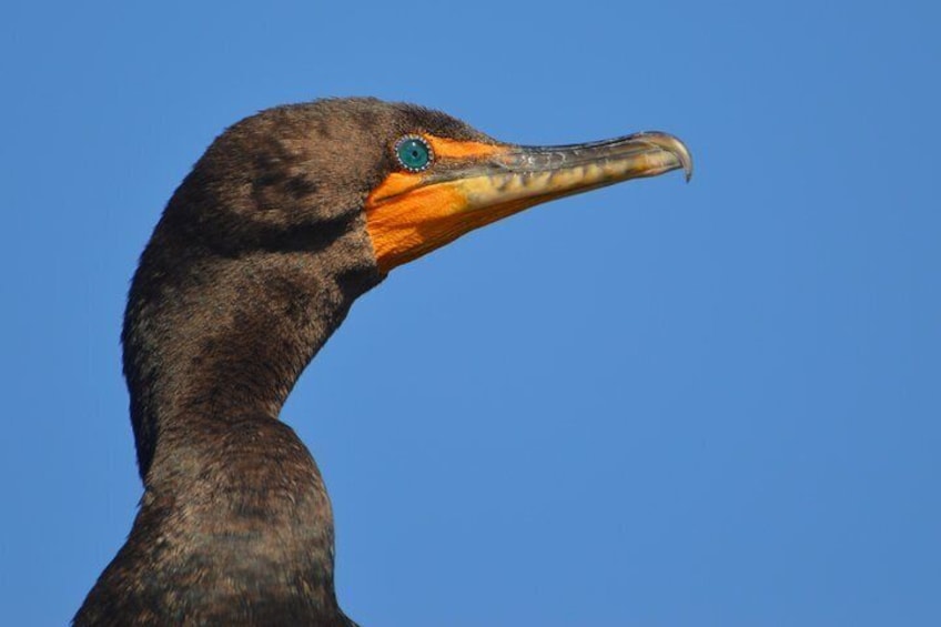 Cormorant close-up