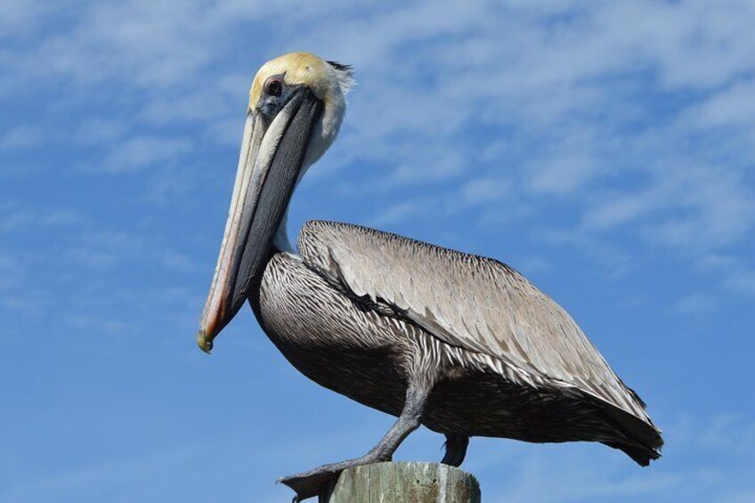 Brown Pelican hanging out