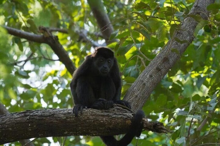 Tamarindo wildlife Estuary boat ride tour 2 hours