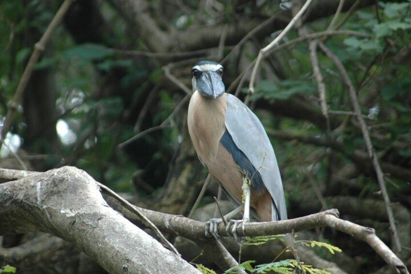 Tamarindo Boat ride safari tour