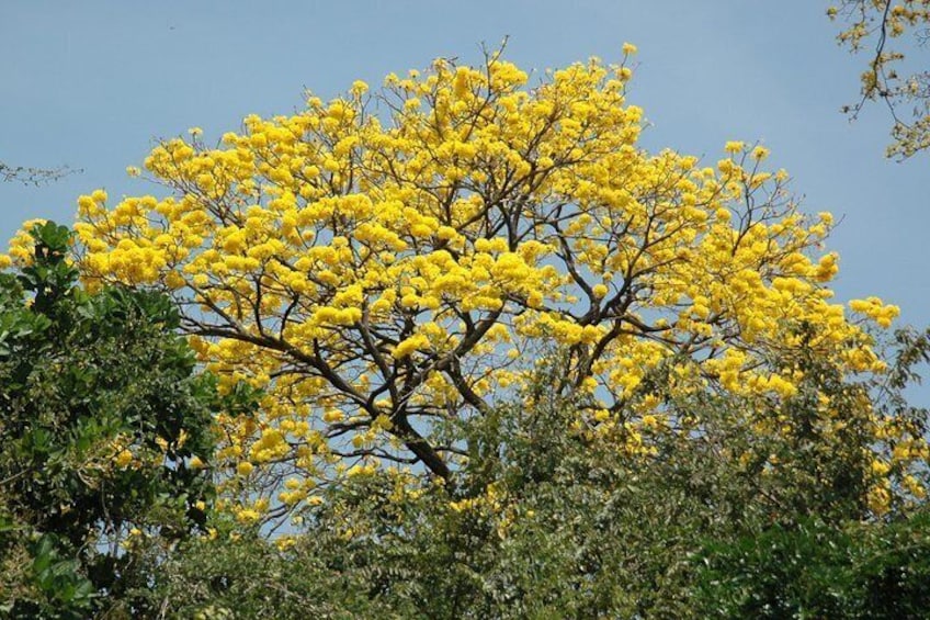 Tamarindo Boat ride safari tour