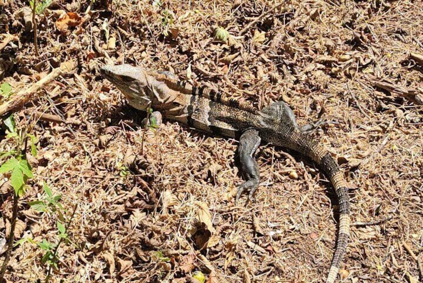 Tamarindo wildlife Estuary boat ride tour 2 hours
