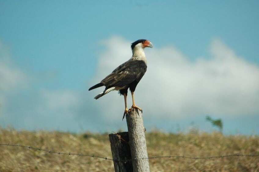 Tamarindo Boat ride safari tour